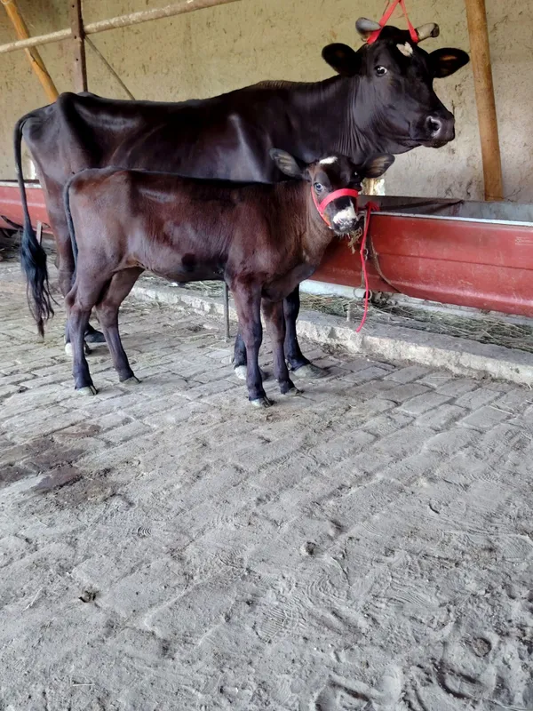 Qora malika sotiladi parodyalik olgan mazza qiladi 7