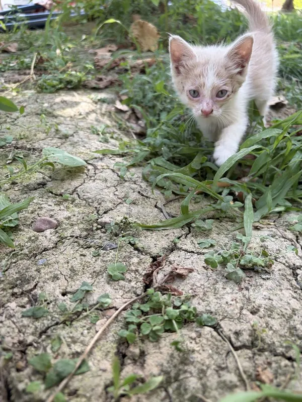 Срочно котята в добрые руки 4 Срочно котята в добрые руки 4