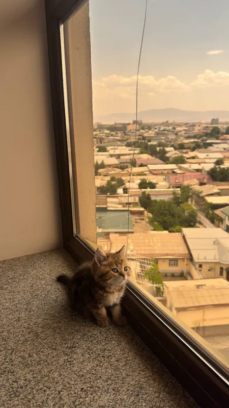 Котёнок британец 1 Котёнок британец 1