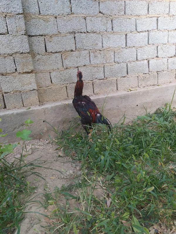Dakan xo'roz sotiladi 6 Dakan xo'roz sotiladi 6
