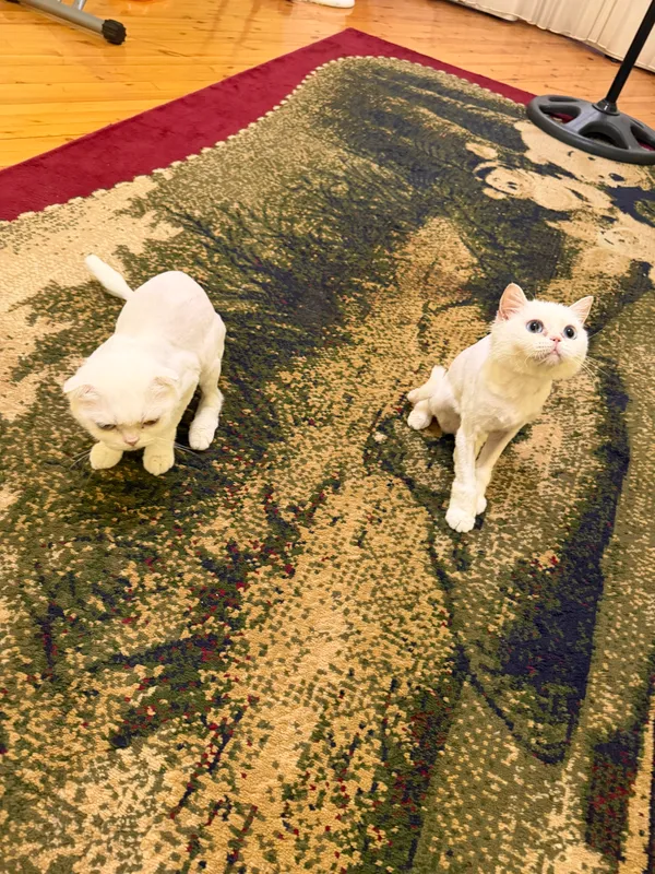Кошка 1