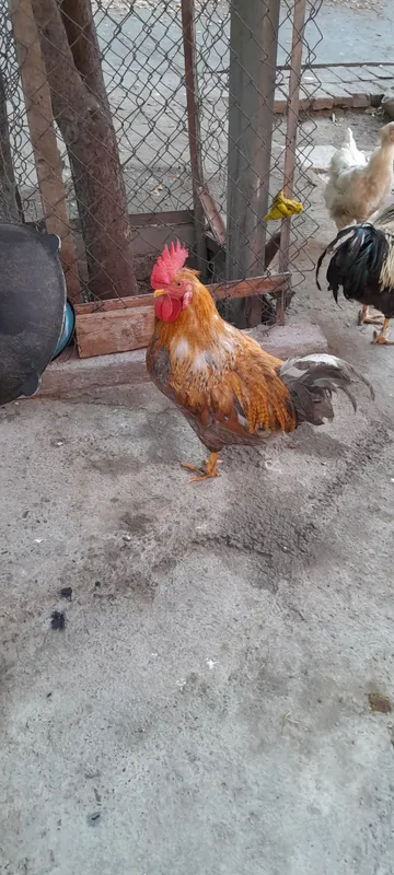 Продам петуха — фото 2