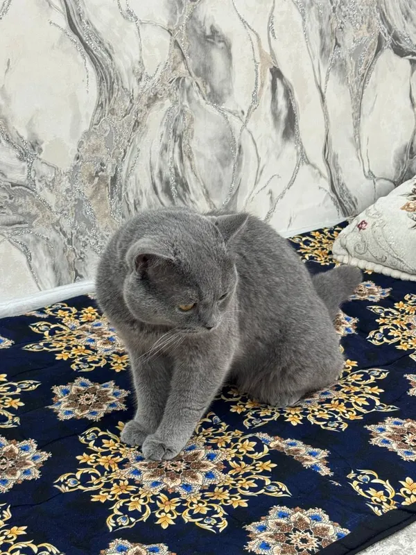 кошки 3