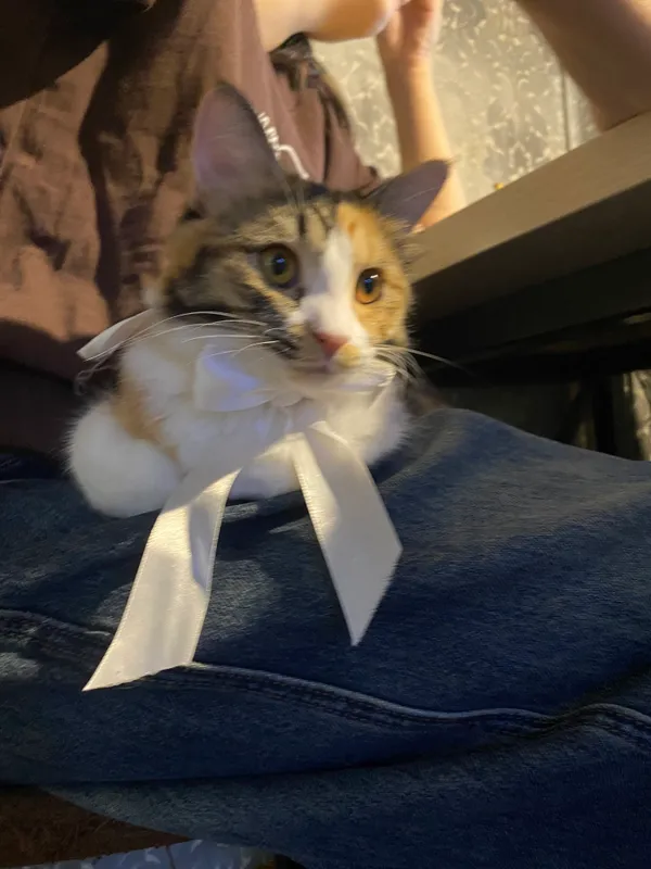 Котенок 6 месяцев — фото 2