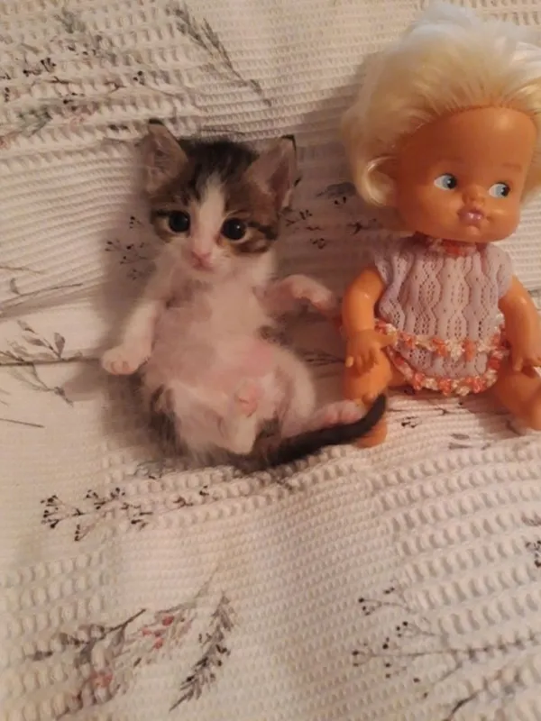 Котёнок в добрые и ответственные руки. 1 Котёнок в добрые и ответственные руки. 1