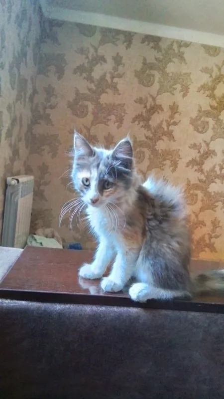 Мейн-кун котёнок — фото 1