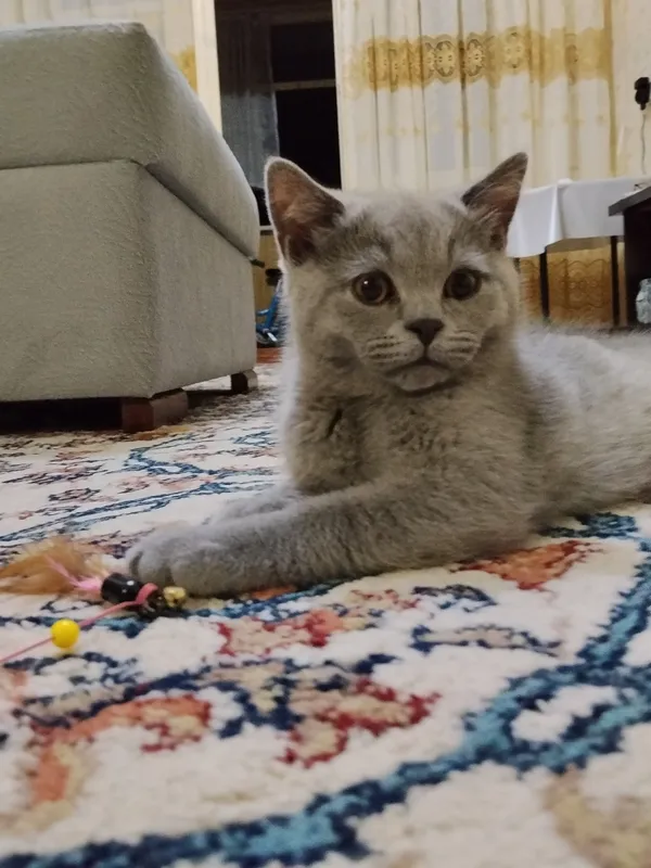 Короткошерстные британские котята — фото 2