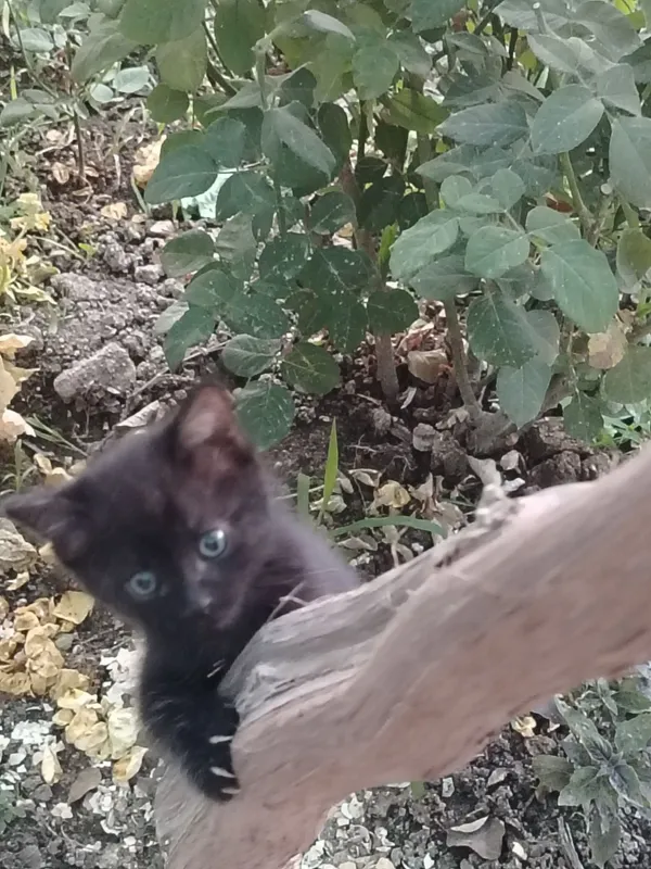 Отдам даром котята 4
