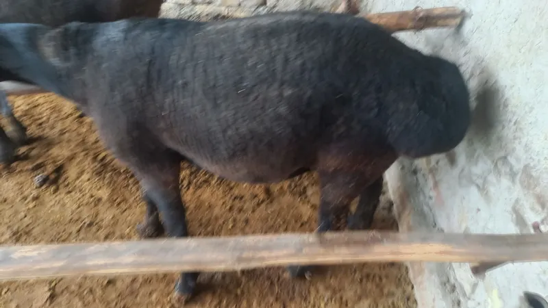 Boqilgan semiz qo'chqorlar 2ta — фото 3