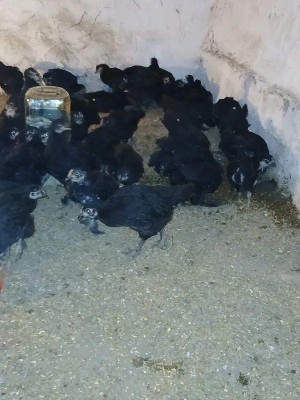 45 kunlik andijon qora jo‘jalari 1 45 kunlik andijon qora jo‘jalari 1