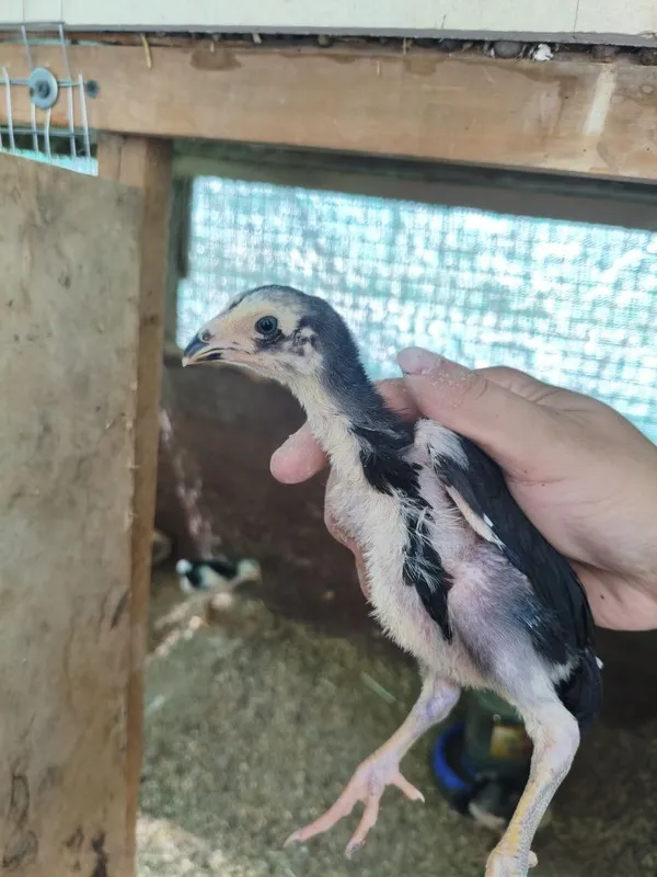 Dakan jojala sotiladi 1 oyli aralash 6 Dakan jojala sotiladi 1 oyli aralash 6