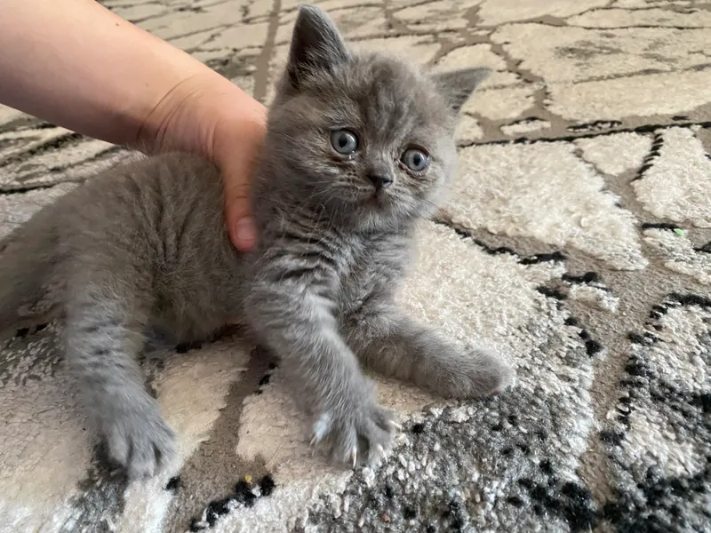 Британский кошка — фото 2