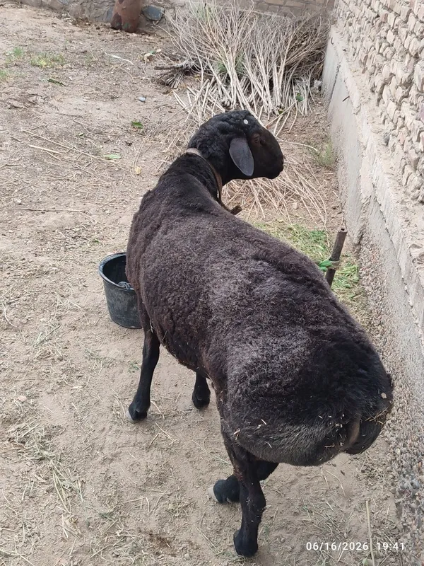 Qo'chqor sotiladi 3