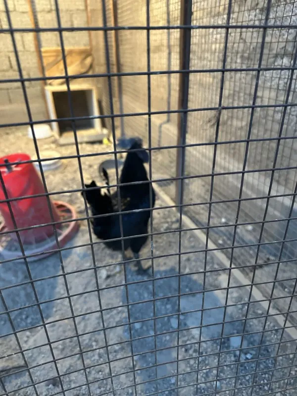 Horoz sotiladi zotli tuhmga zor 3 tasi zotli bittasi hashaki 2 Horoz sotiladi zotli tuhmga zor 3 tasi zotli bittasi hashaki 2