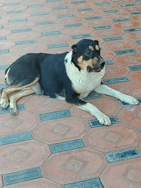 it sotiladi zoti  alabay Yoshi 1.5 urg'ochi(ayol) 1