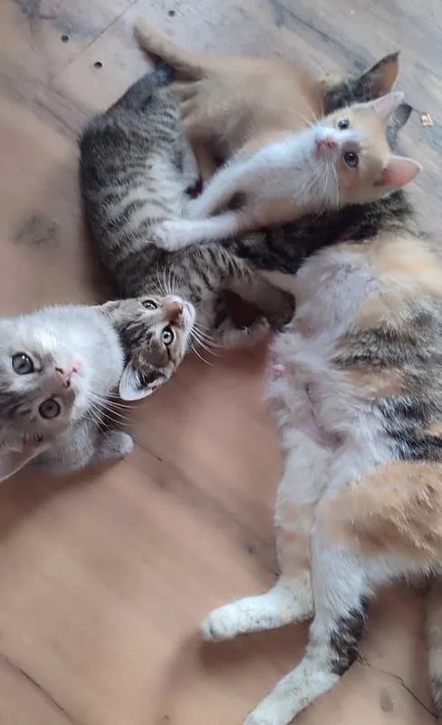 Котята в добрые руки — фото 1