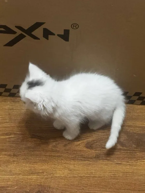 Котята в добрые руки — фото 4