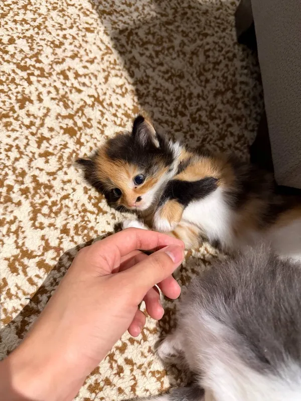 Котята 1 Котята 1