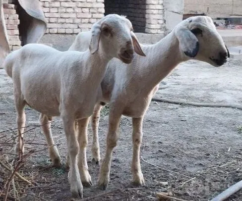Эгиз кучкорлар сотилади. 2 Эгиз кучкорлар сотилади. 2