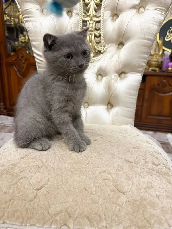 Скоттиш 3месяц, пародистый — фото 1