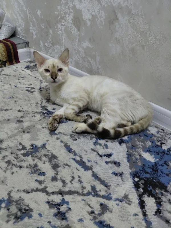 Бенгальский котенок 200$ 3 Бенгальский котенок 200$ 3