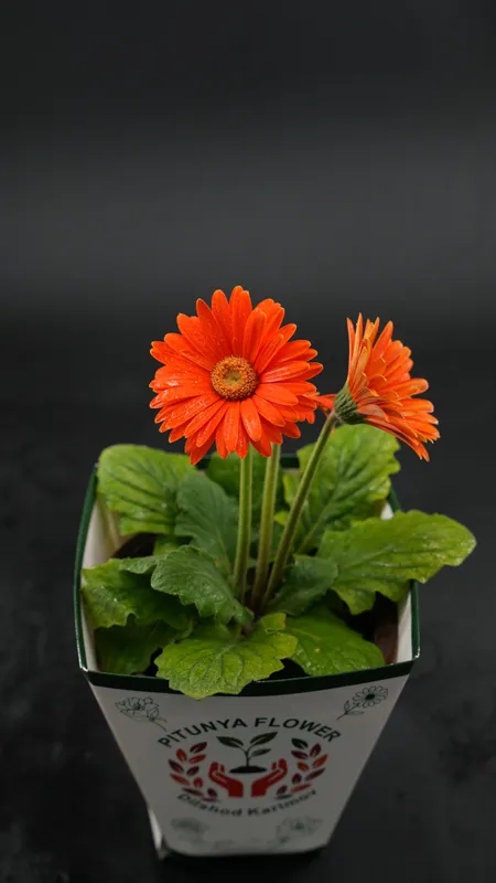 Gerbera — фото 1