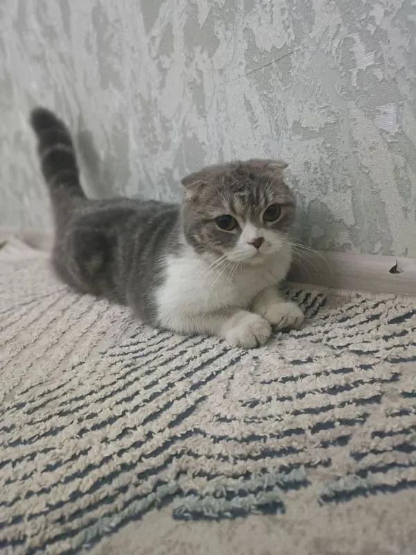 Shatlantski mushuk