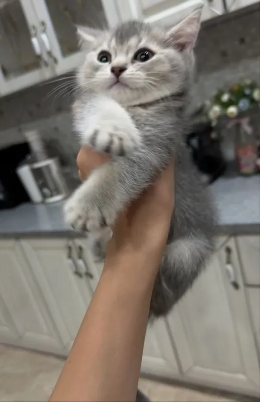 Скоттиш страйт,зотли мушу,огил бола