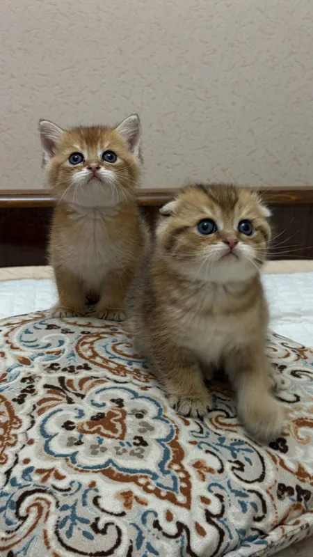 Продаю шотландских котят