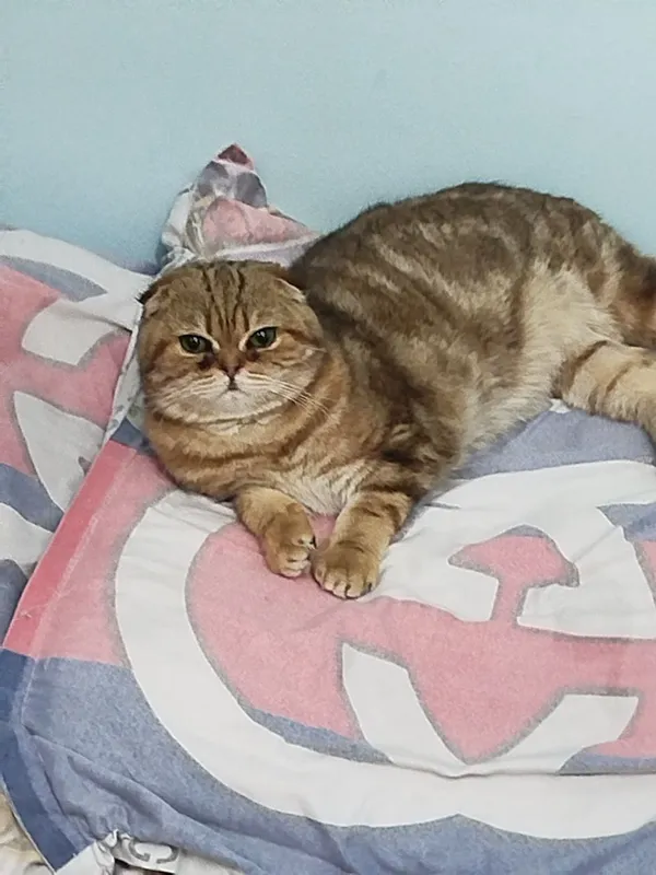 Вязка кота 500 тысяч сум порода шиншилла — фото 1