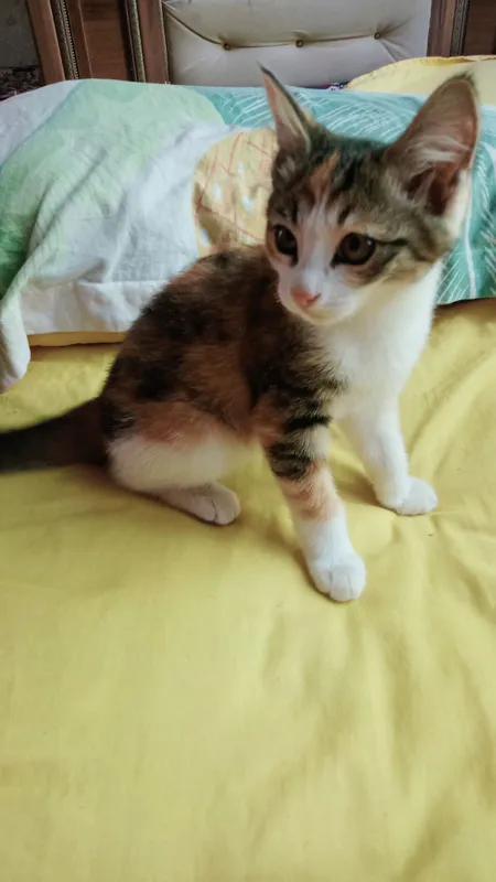 hadya qilinadi 3 hadya qilinadi 3
