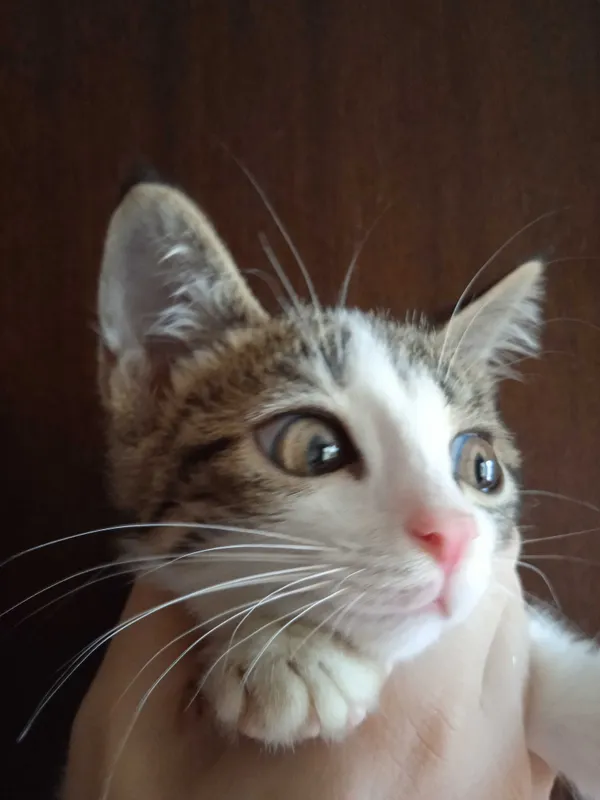 Серобелый котёнок мальчик, 3 месяца. 5