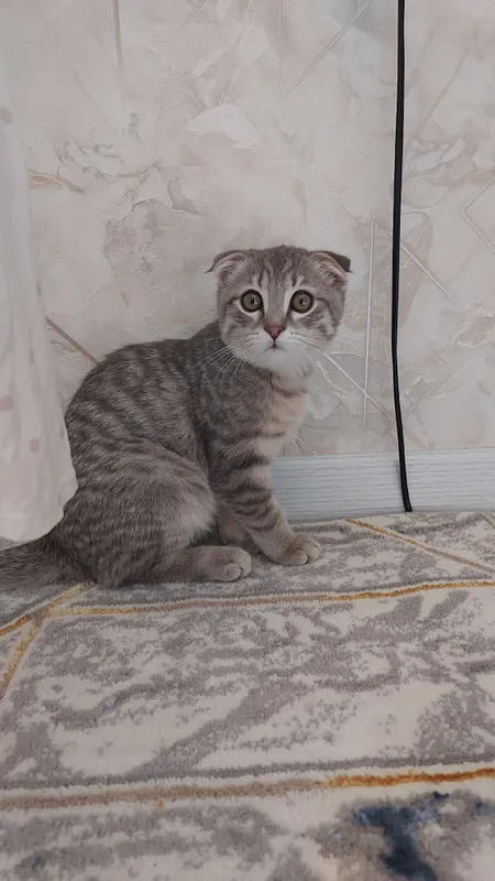 (Скоттиш-фолд), мальчик 2