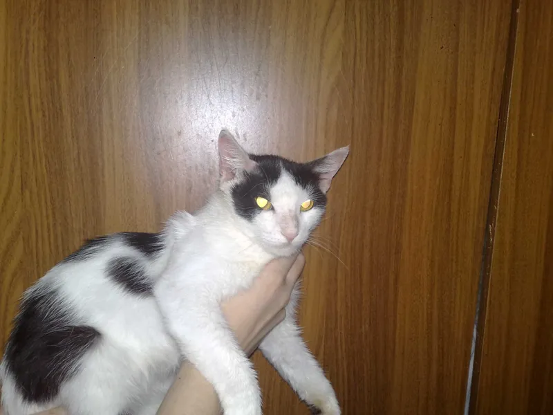 Пристраивается красивая кошечка лиза, 1 годик. 2