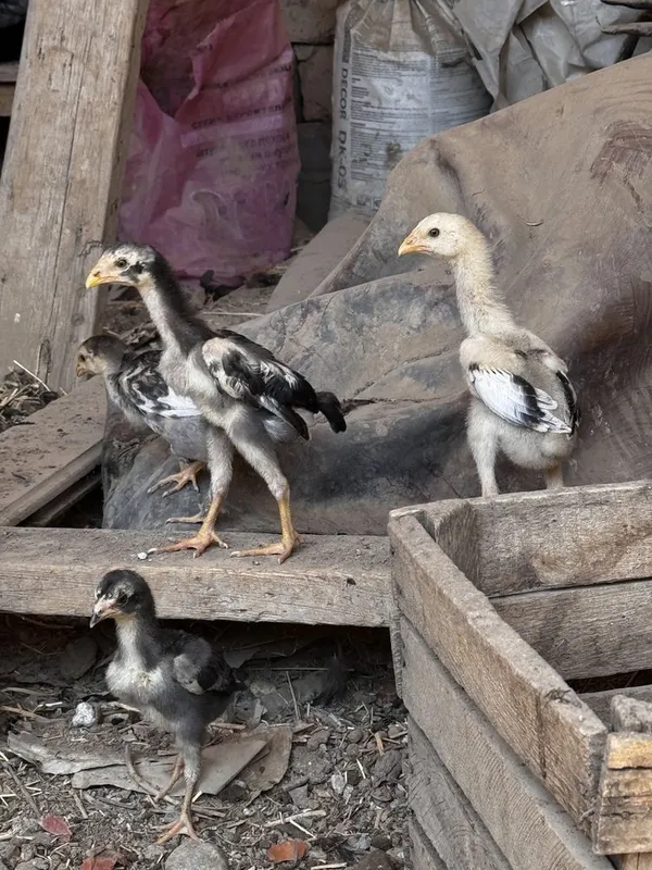 Dakan Kareya jojala 2 Dakan Kareya jojala 2