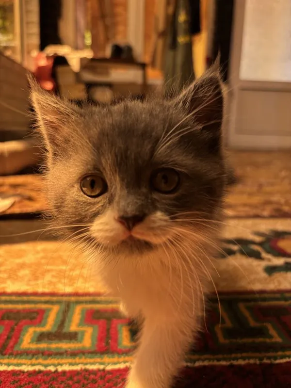 продаются котята 4