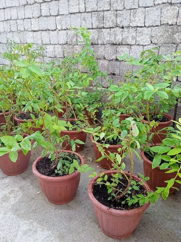 Galobika ko'chatkaru