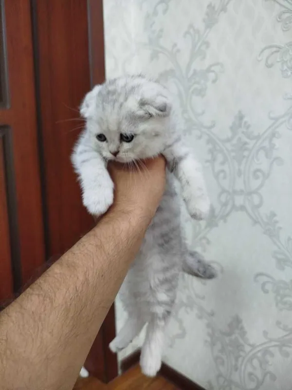 Mushuk sotilmaydi, juftlash uchun. 5