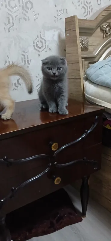 Sotiladi – Scottish Fold (Blue), 3 oylik erkak