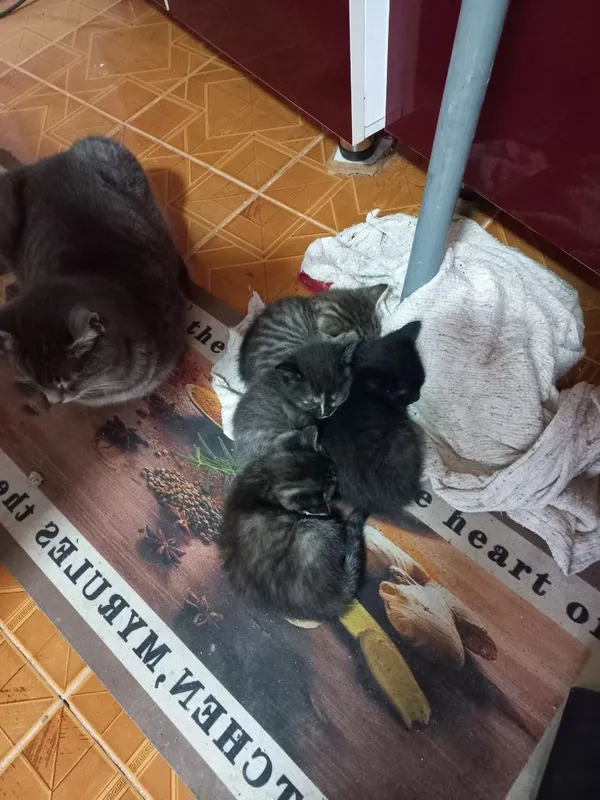 Mushuk bolalari bepul beriladi