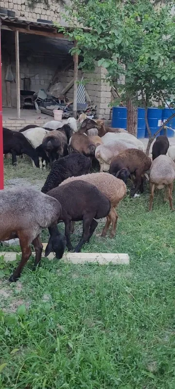 Sovluq qòylar sotiladi 1 Sovluq qòylar sotiladi 1