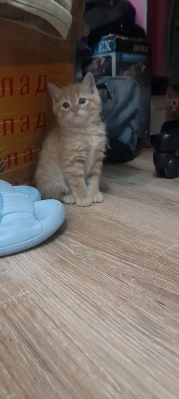 котята 1 котята 1