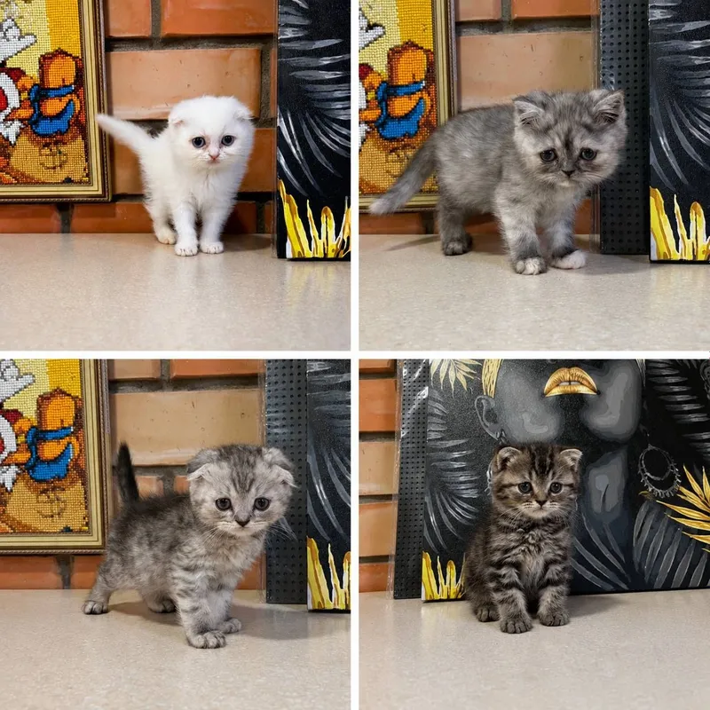 Котята скотиш страйт и фолд