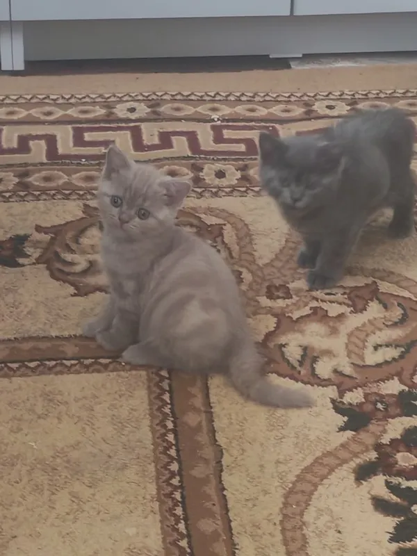 Котята два месяца — фото 4