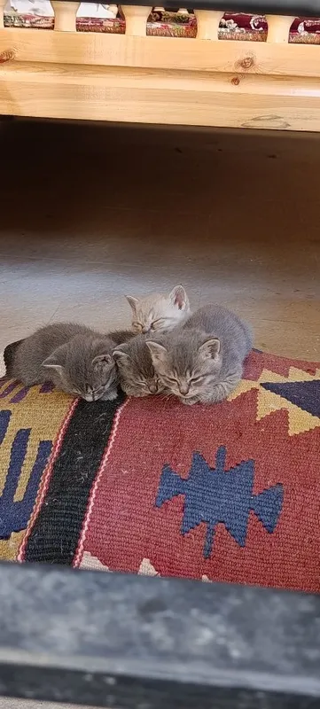 Британский котенок — фото 2