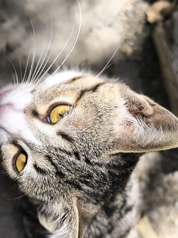 Котята в добрые руки 4