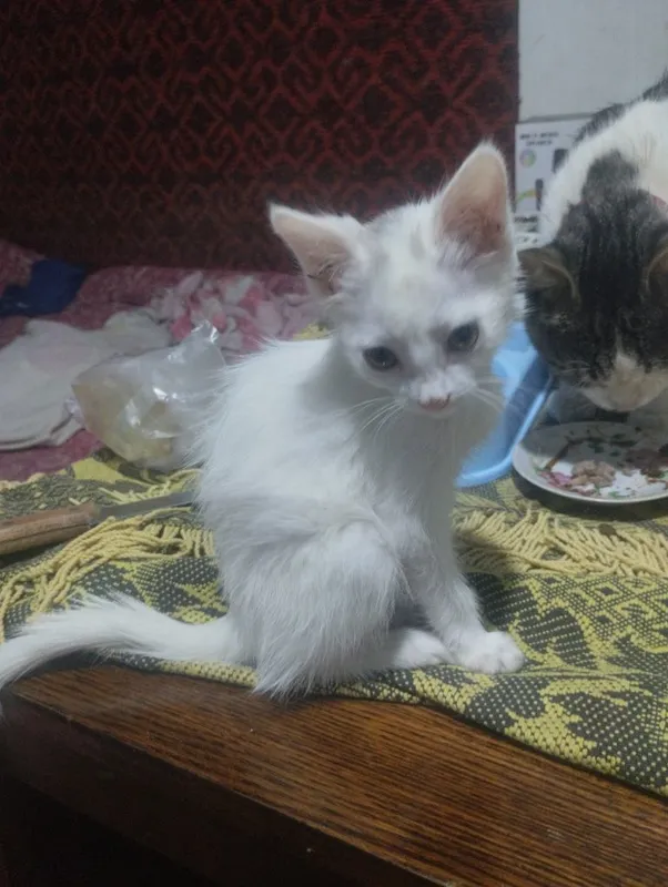 Отдам даром в хорошие руки котёнка девочку