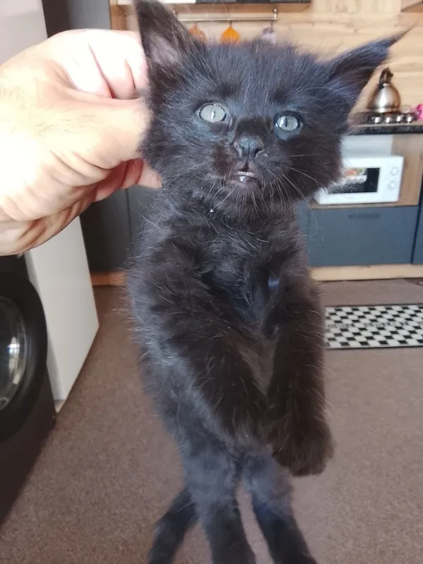 Отдам даром красивых котят 3 Отдам даром красивых котят 3