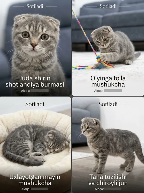 Породистый кот 2 Породистый кот 2