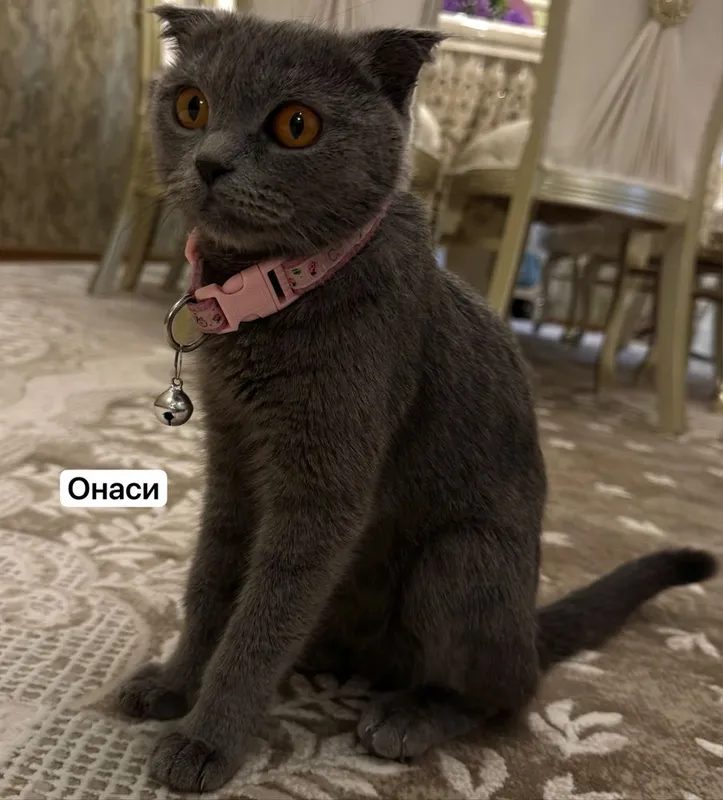 Котята 3 месяцев — фото 5